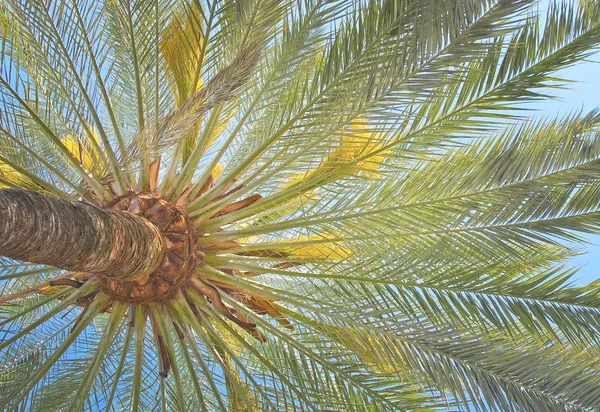 棕榈树背景 — 图库照片