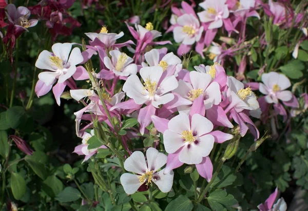 Blanco rojo akleja columbine rosa flores primer plano aislado —  Fotos de Stock