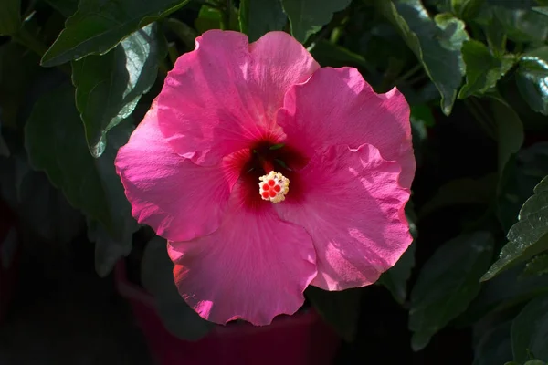 Pink hibiscus flower closeup isolated — Stock Photo, Image