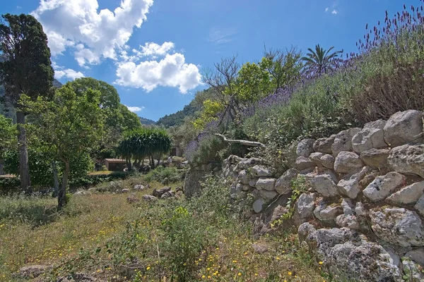 Lavendel Garten Blick auf Mallorca — Stockfoto