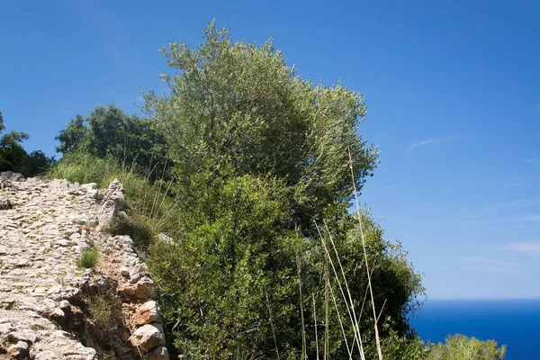 Seascape mountain view Mallorca — Stock fotografie