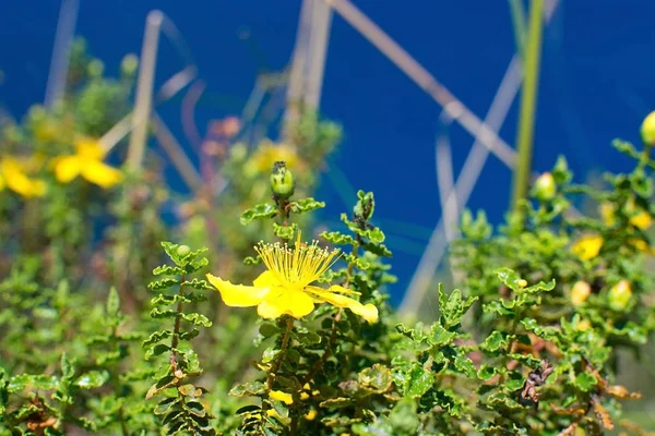 St Johnswort kır çiçekleri Mallorca — Stok fotoğraf