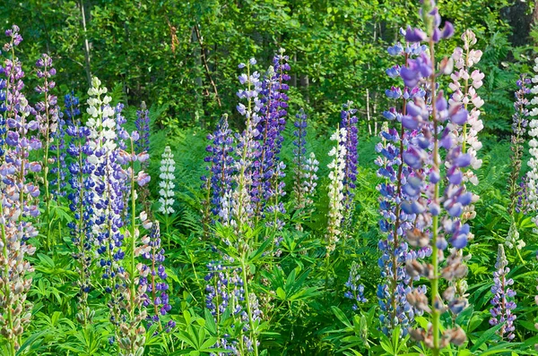 蓝色紫色的卢平野花 — 图库照片