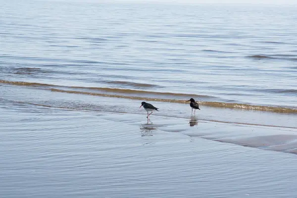 Paysage de plage de sable — Photo