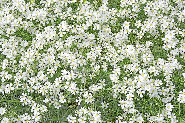 Lobelia blanca flores marco completo —  Fotos de Stock