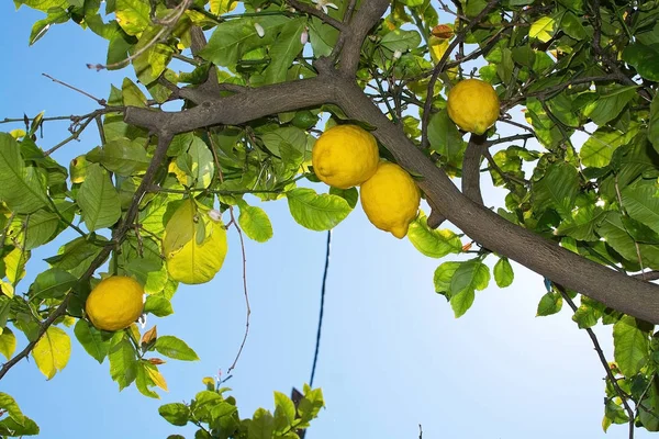 Свежие созревающие лимоны и цветы — стоковое фото