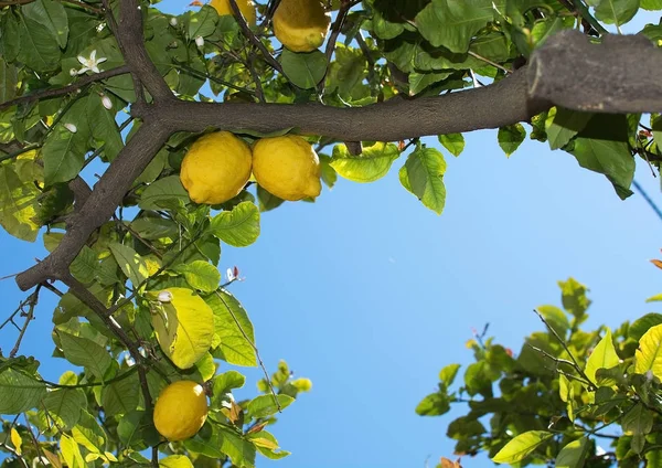 Свіжі дозрівання лимонів і квітів — стокове фото