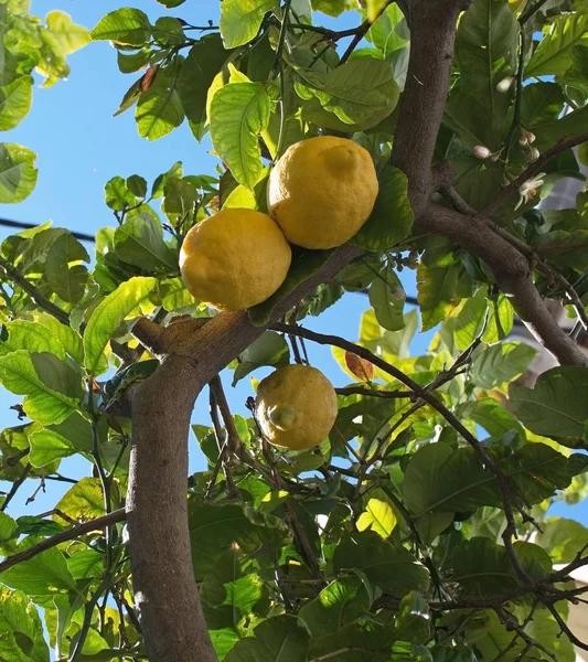 Limones y flores frescos para madurar —  Fotos de Stock
