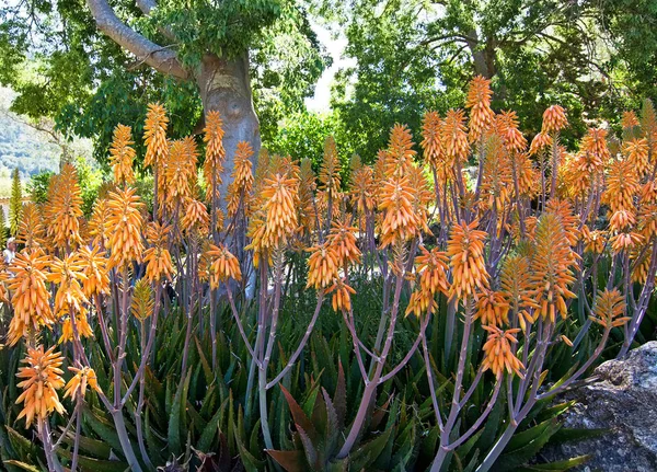 Orange aloe vera flowers — Stock Photo, Image