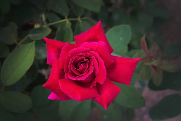 Red rose flower — Stock Photo, Image