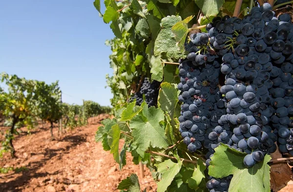 Weintrauben reifen auf Vorrat im mallorquinischen Weinberg — Stockfoto