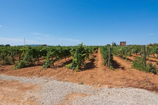 Szőlő érési állomány Mallorca szőlőültetvények — Stock Fotó