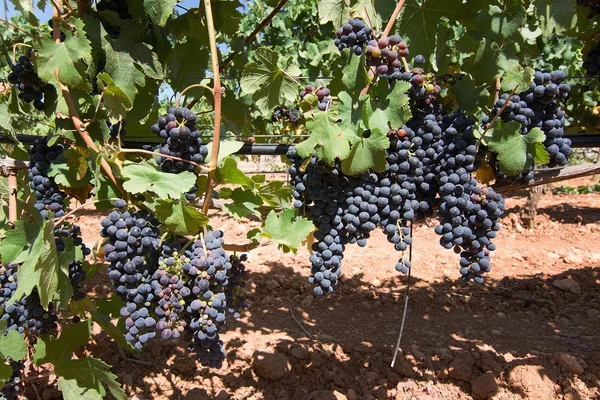Trauben reifen auf Vorrat in einem mallorquinischen Weinberg — Stockfoto