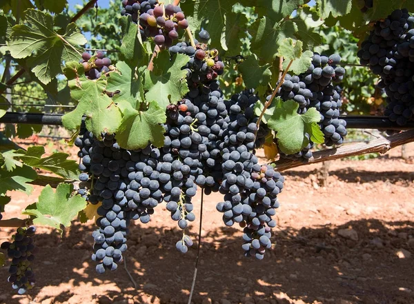 Druvorna mognar på lager i en Mallorca vingård — Stockfoto