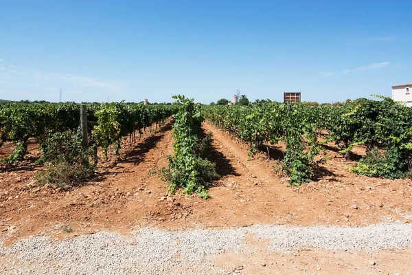 Jose L. Ferrer vineyard — Stock Fotó