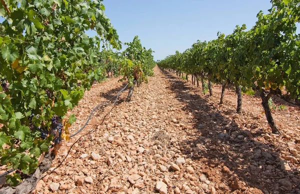 Trauben reifen auf Vorrat in einem mallorquinischen Weinberg — Stockfoto