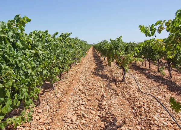 Trauben reifen auf Vorrat in einem mallorquinischen Weinberg — Stockfoto