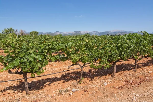 Trauben reifen auf Vorrat in einem mallorquinischen Weinberg — Stockfoto