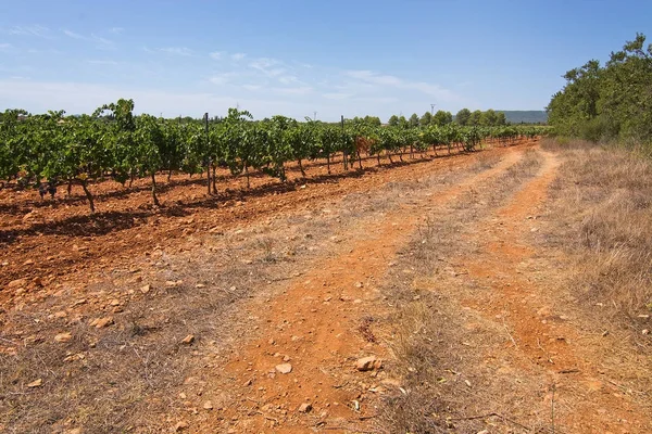 Szőlő érési állomány a Mallorca szőlőültetvények — Stock Fotó