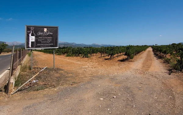 Jose L. Ferrer vineyard — Stock Fotó