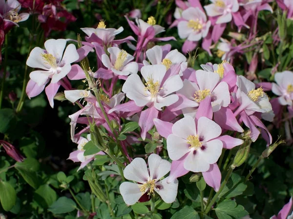 Aquilegia vulgaris Columbina común — Foto de Stock