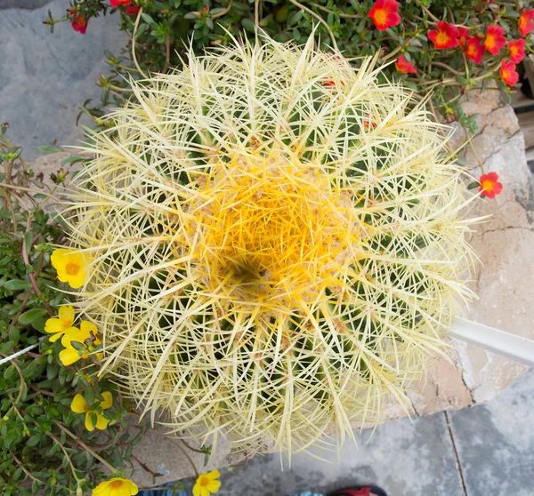 Cactus flowers aerial — Stock Photo, Image