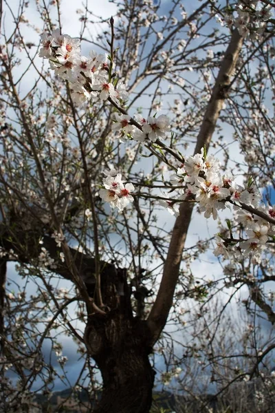 花咲くアーモンドの木 — ストック写真