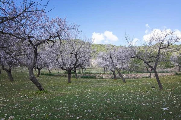 Цветущие миндальные деревья — стоковое фото