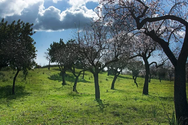 Bloei amandel bomen — Stockfoto