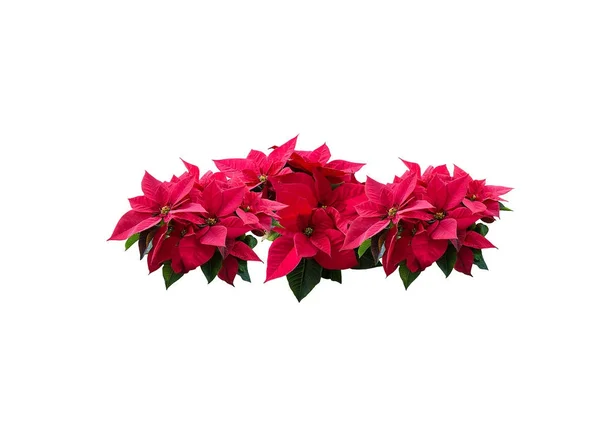 Flores vermelhas de Poinsettia — Fotografia de Stock