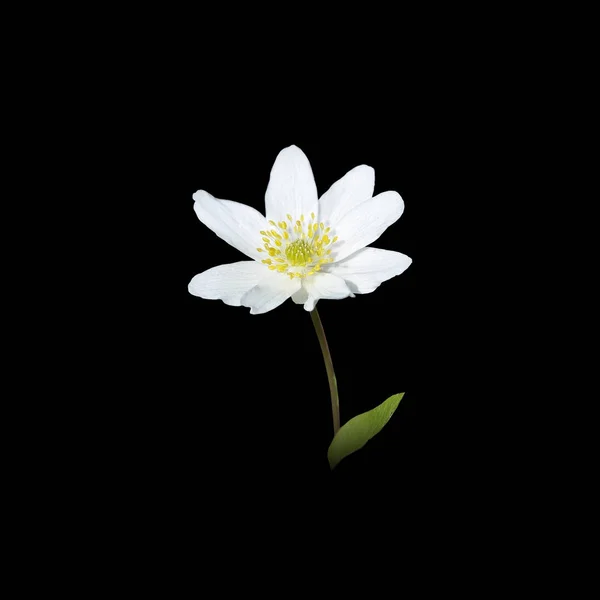 Biały jary kwiat dzikiego anemone nemorosa — Zdjęcie stockowe