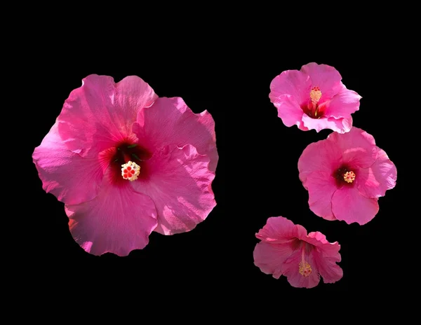 Flores de hibisco rosa close-up isolado em preto — Fotografia de Stock