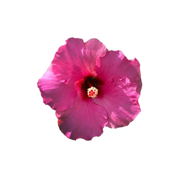 Rózsaszín Hibiszkusz virág Polárszűrő elszigetelt — Stock Fotó
