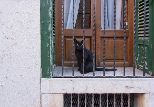 Zwarte kat op balkon — Stockfoto