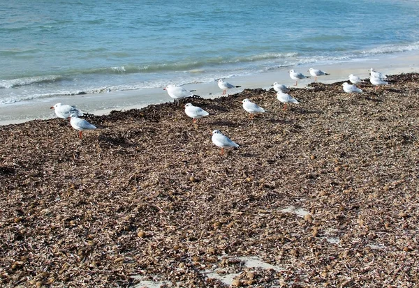 Måsarna vila på vintern stranden — Stockfoto