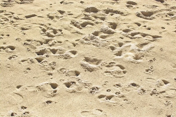 Pegadas de praia de inverno arenoso — Fotografia de Stock