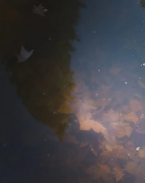 Herbstblätter in braunes trübes Wasser getaucht — Stockfoto