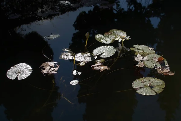 Waterlilies and leaves in murky pond — Stock Photo, Image