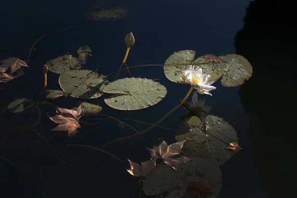 Waterlilies and leaves in murky pond — Stock Photo, Image