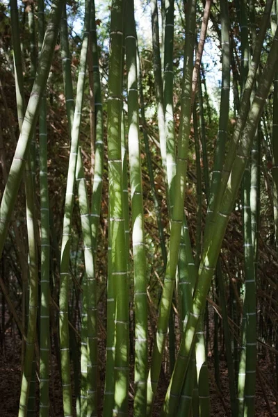 竹特写镜头密集的灌木 — 图库照片