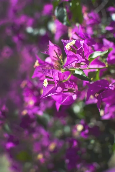 Roz bougainvillea flori cadru complet — Fotografie, imagine de stoc