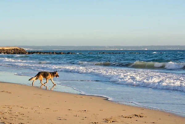 German Shepherd dog plays on the beach — Stock Photo, Image