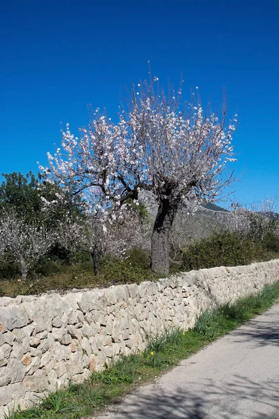 Розквіт мигдальне дерев — стокове фото