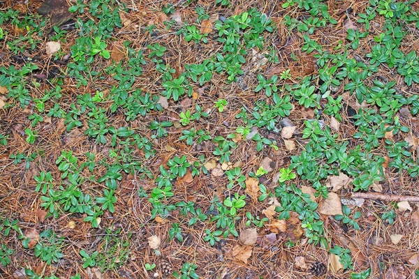 Листья Лингонберри — стоковое фото