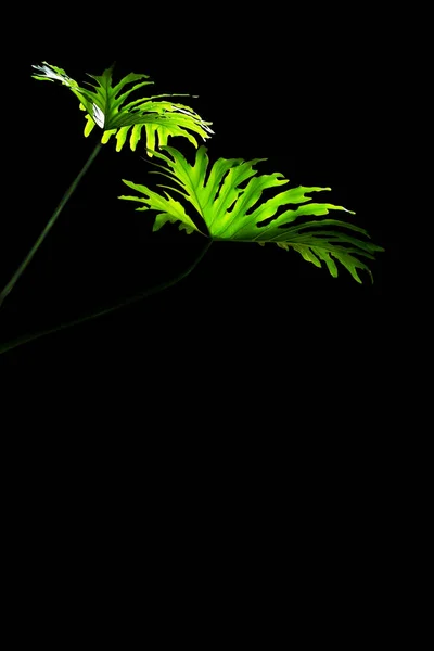 Hojas de monstera verde — Foto de Stock