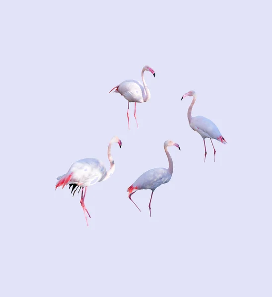 Flamingos in Natura Parc — Stock Fotó