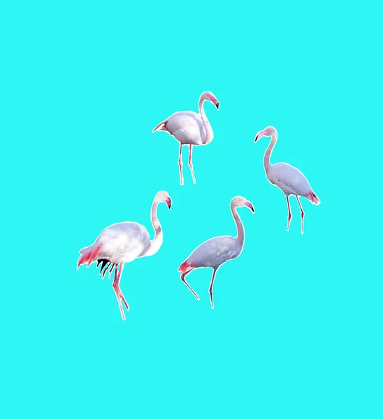 Flamingos in Natura Parc — 스톡 사진