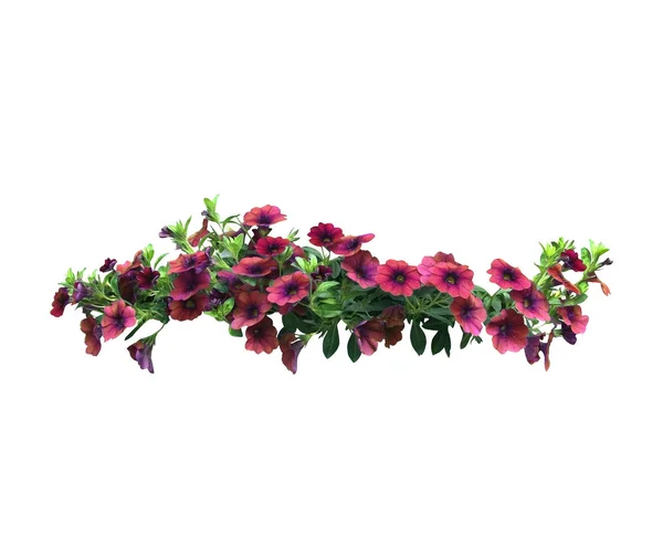 Petunia flowers hanging basket — Stock Photo, Image