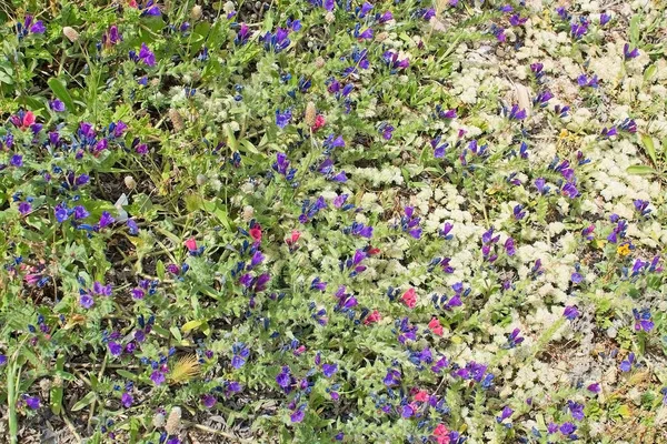 Весенние цветы Майорка — стоковое фото