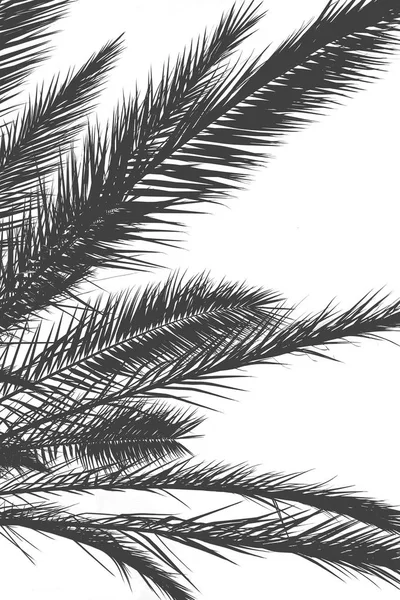 Palm leaves silhouette against gray overcast sky — Stock Photo, Image